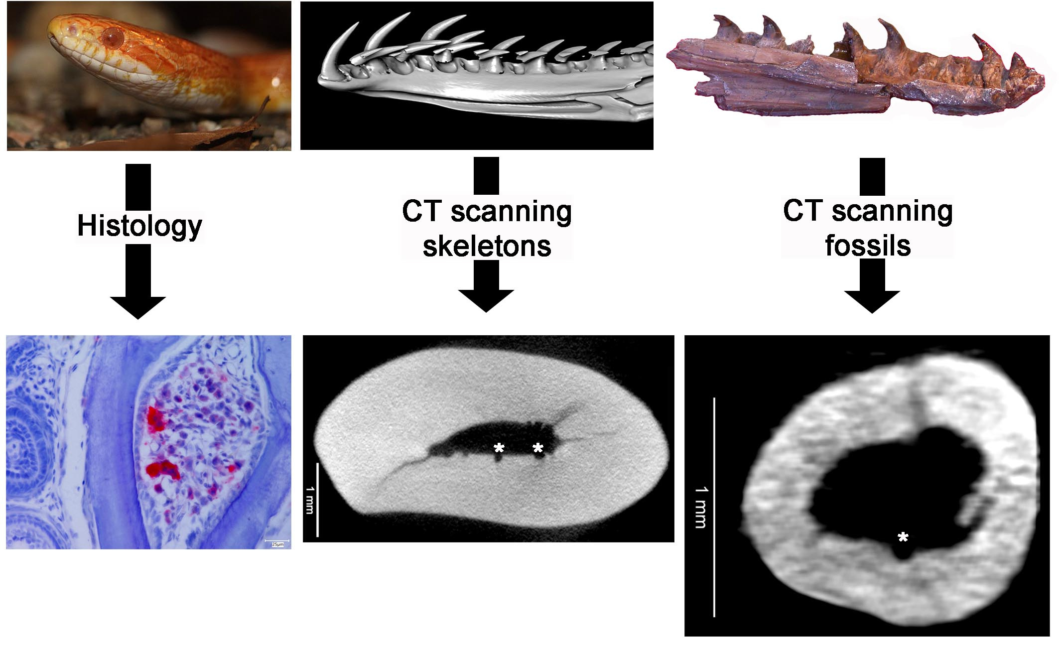 View of The secrets inside snake teeth | Research Communities by Springer Nature